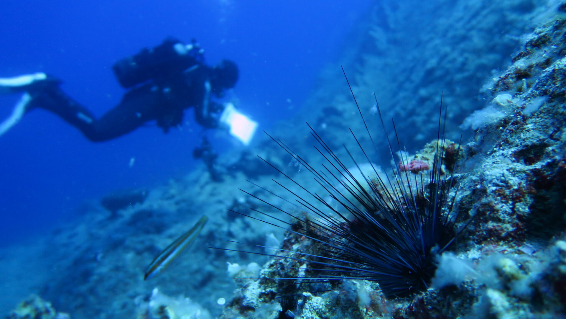 Βόλος| Το 6 ο Διεθνές Συνέδριο Εφαρμοσμένης Ιχθυολογίας, Ωκεανογραφίας και Υδάτινου Περιβάλλοντος (HydroMediT 2026) έρχεται στο Πανεπιστήμιο Θεσσαλίας